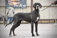 /album/fotogalerie6/bernadette-from-black-elizabeths-meadows-bonitace-jpeg/